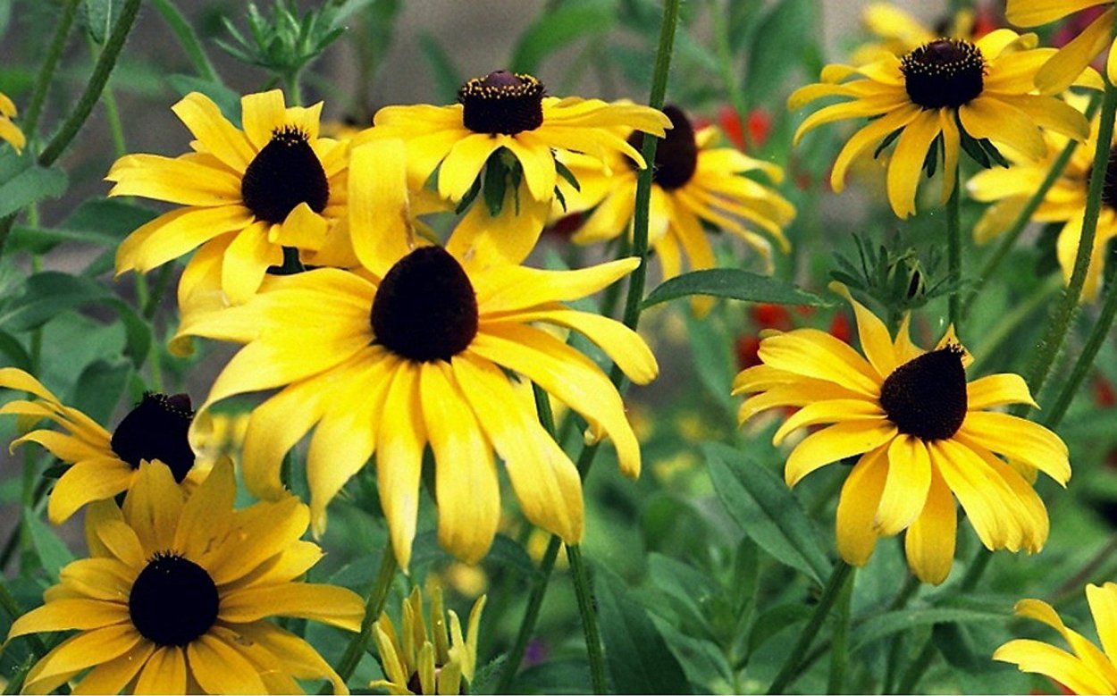 Рудбекия Сьюзан