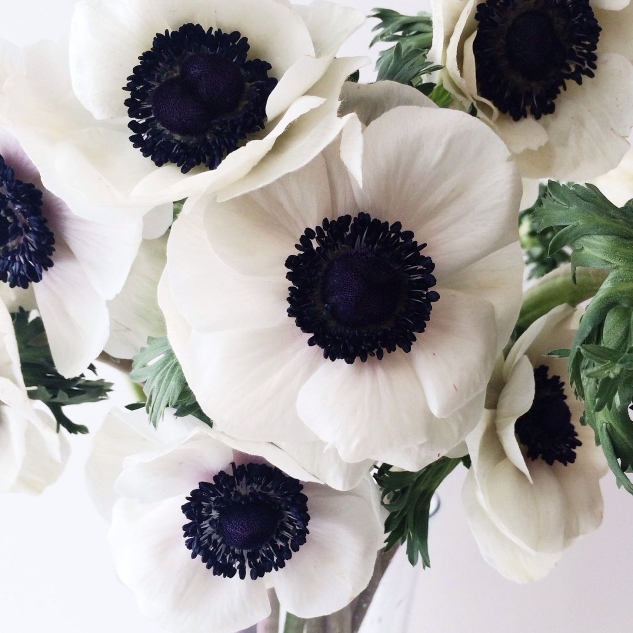 Анемоны цветы анемоны