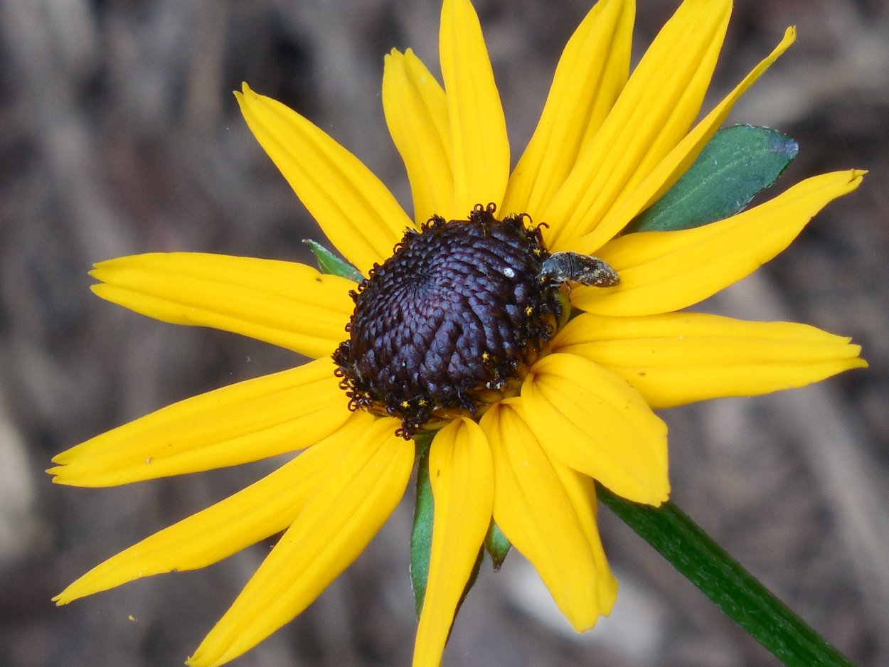 Серединка цветка