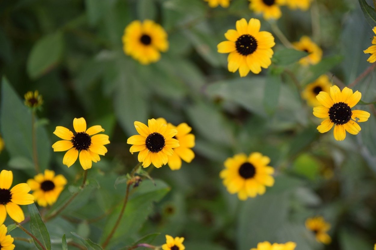 Рудбекия Black eyed Susan