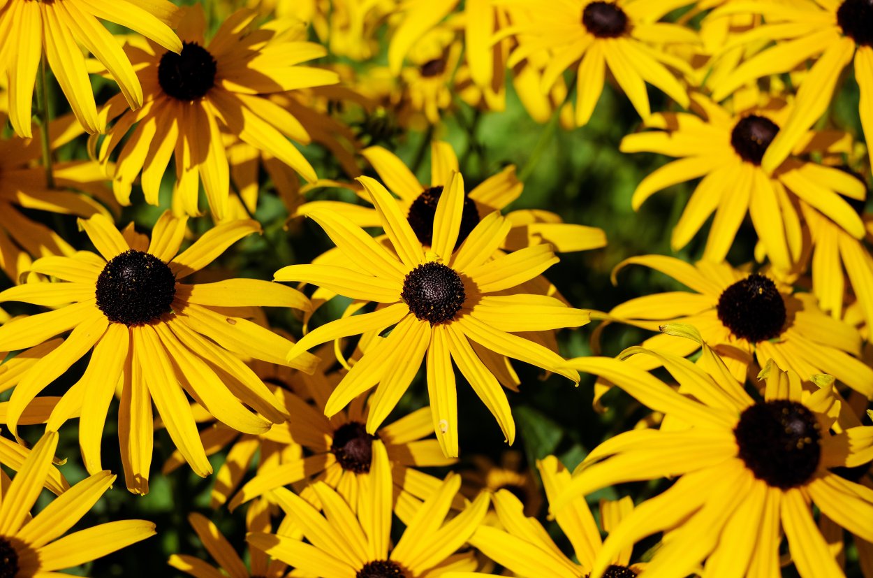 Рудбекия трилоба Rudbeckia triloba
