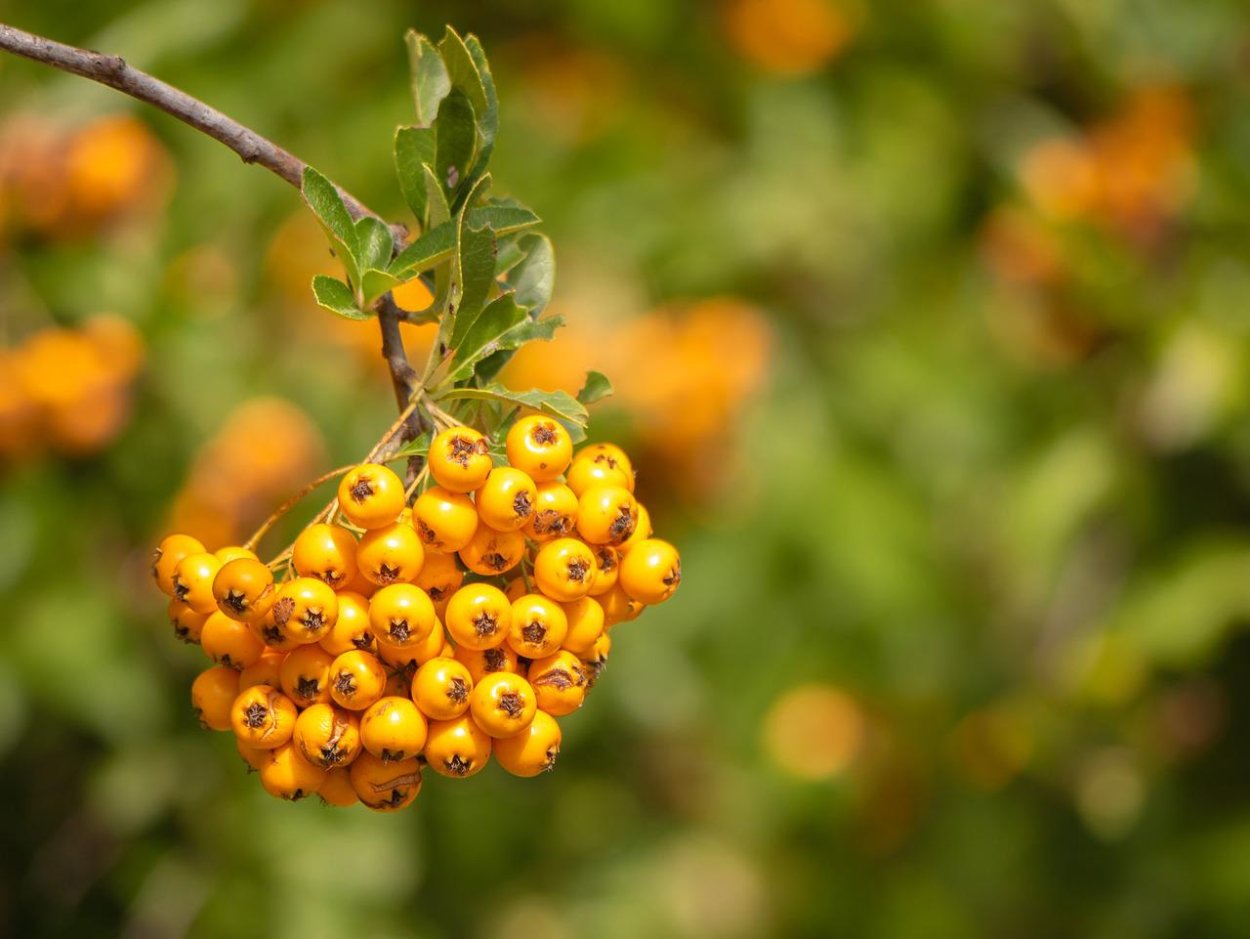 Паслен кустарник ягоды оранж.