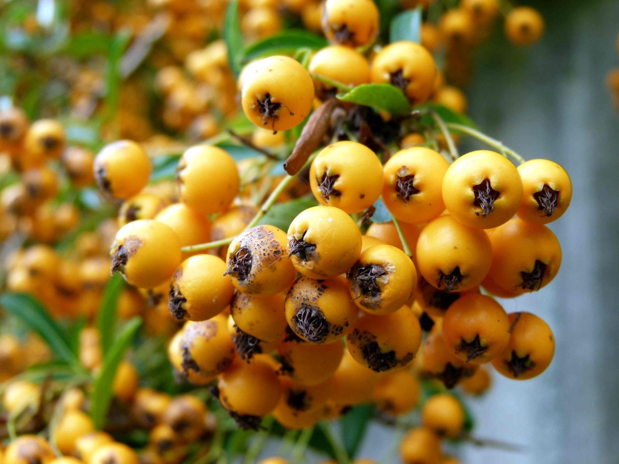 Жёлтая ягода на дереве