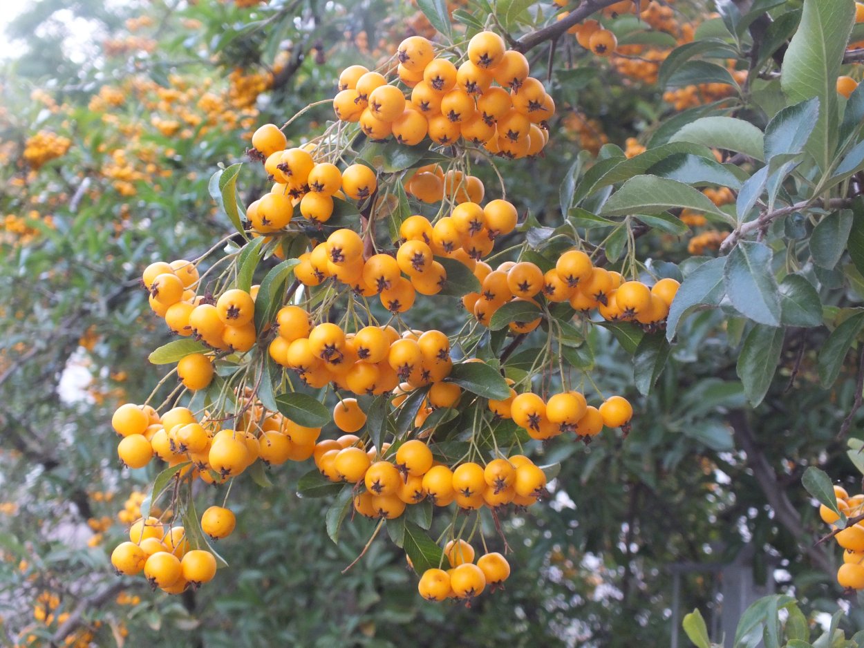 Пираканта желтая съедобная