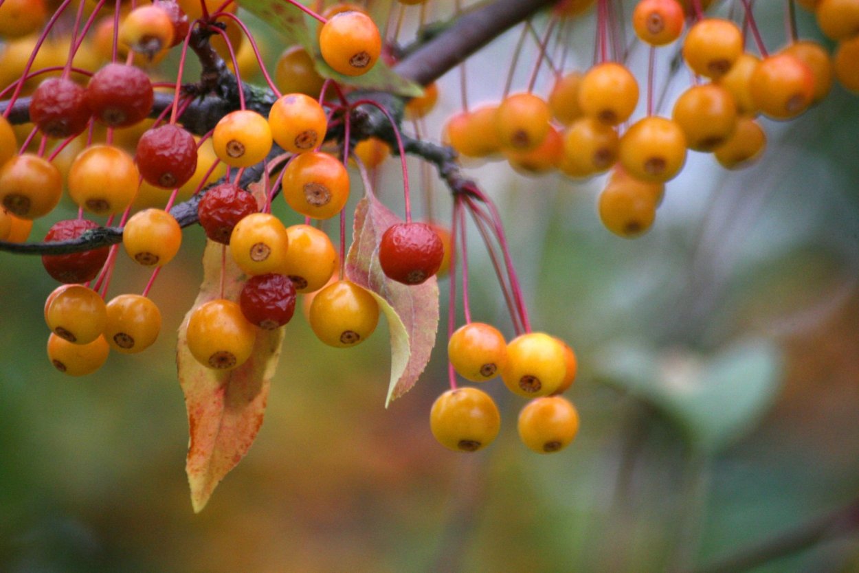 Желтая ягода похожая на черешню