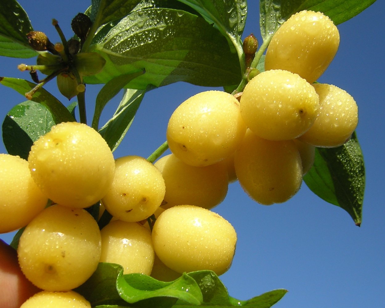 Кизил сорт Янтарный