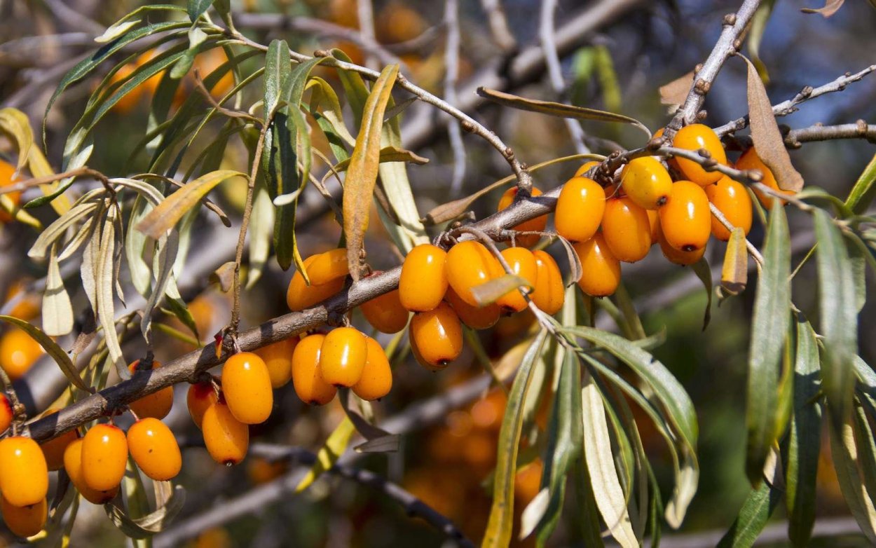 Облепиха-жёлт ягода