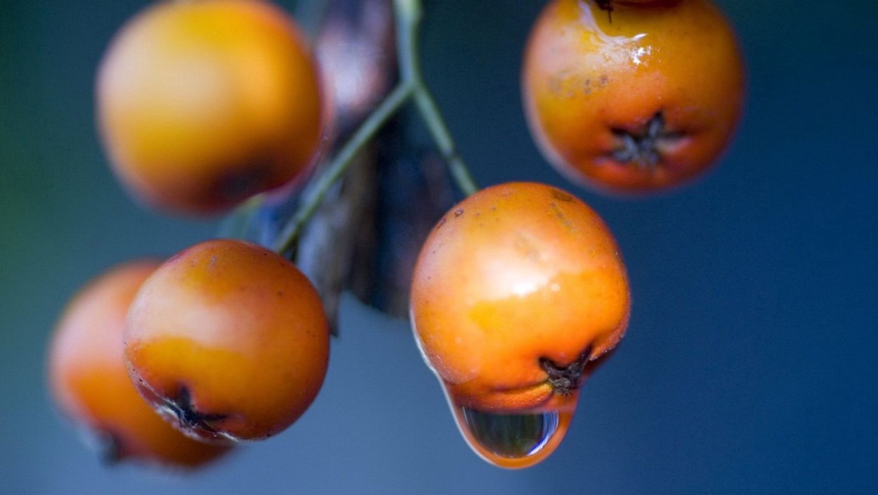 Клементин плод