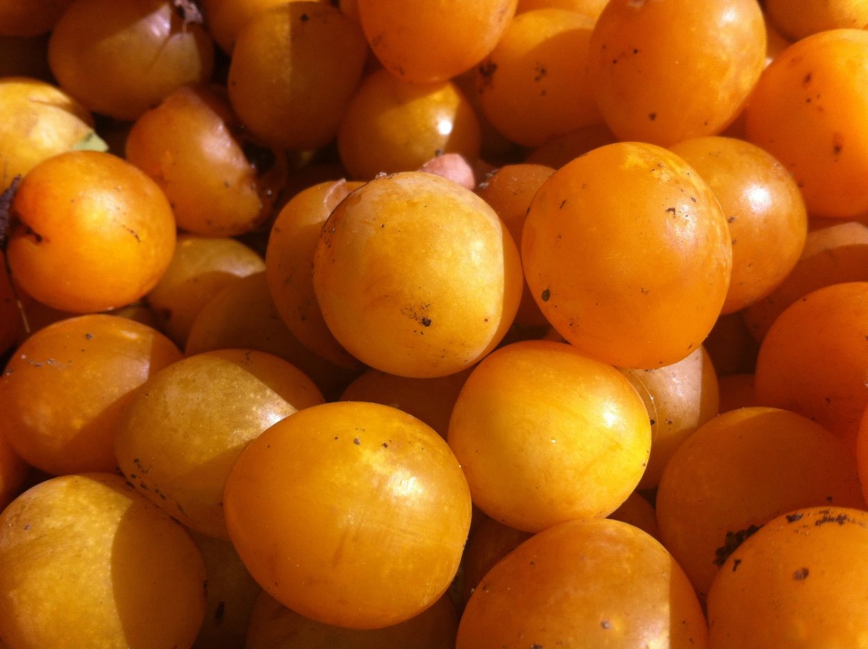 Алыча оранжевая