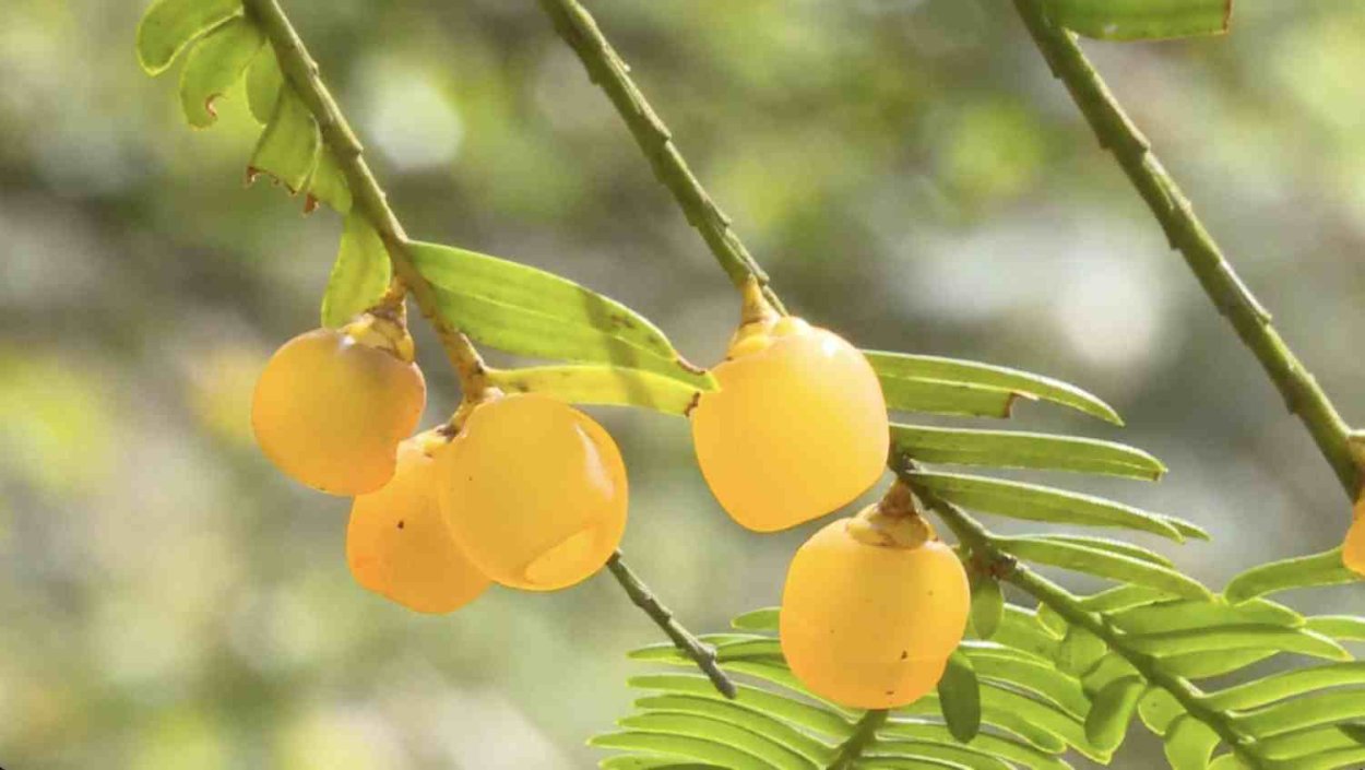 Жёлтая ягода на дереве