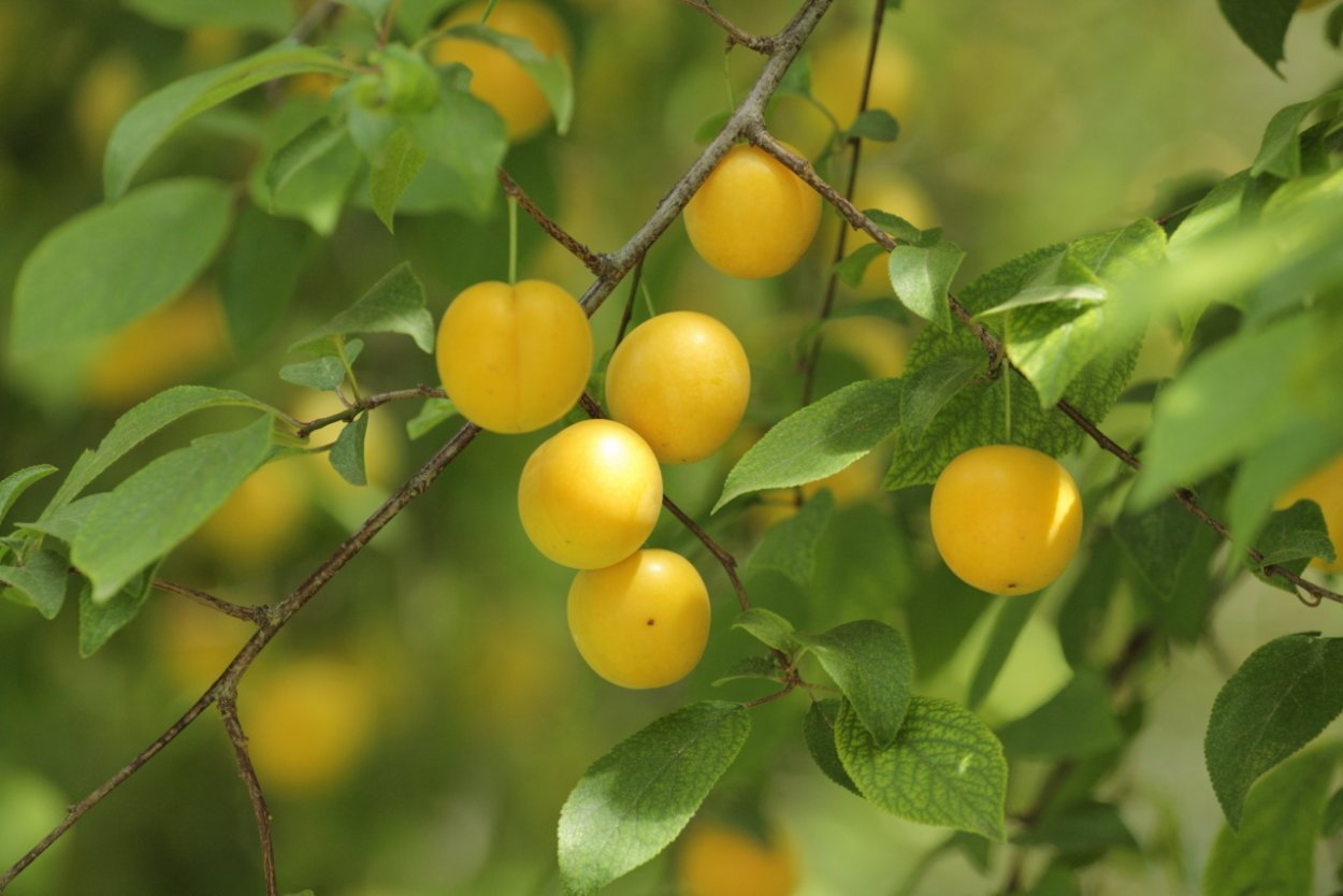 Дикая алыча