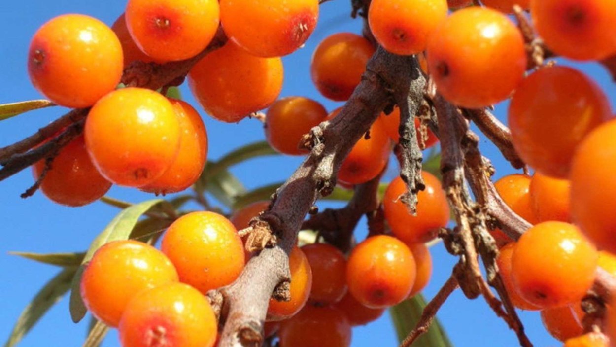 Облепиха Сахалинская