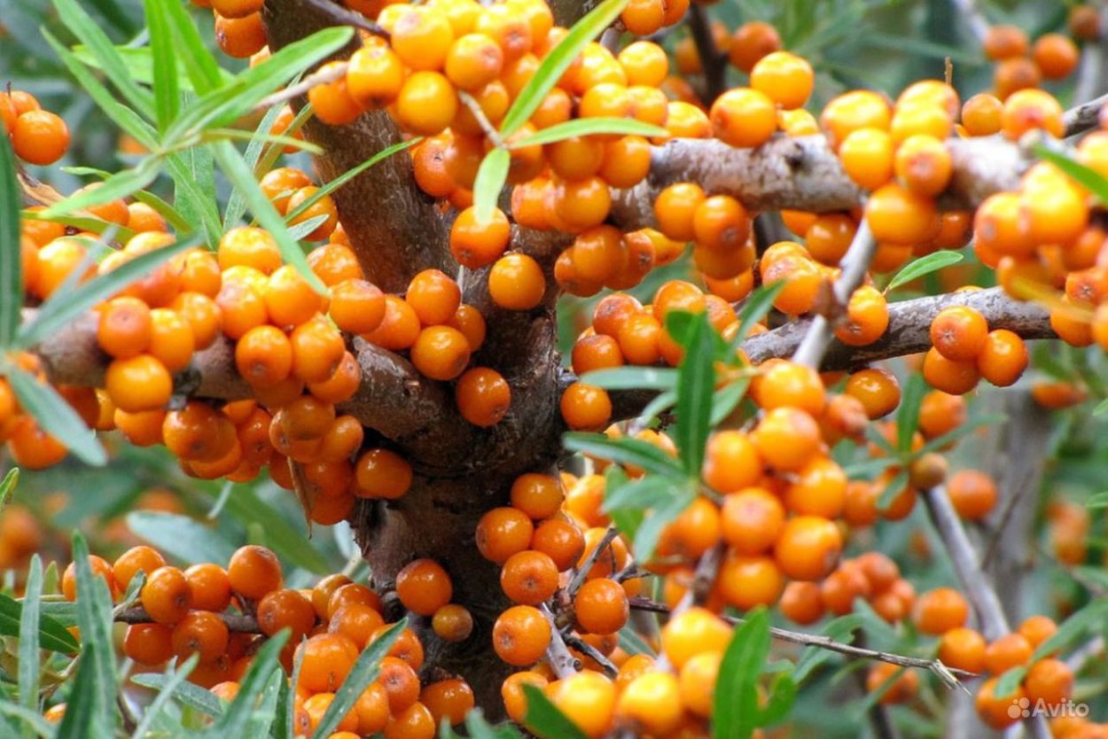 Облепиха крушиновидная