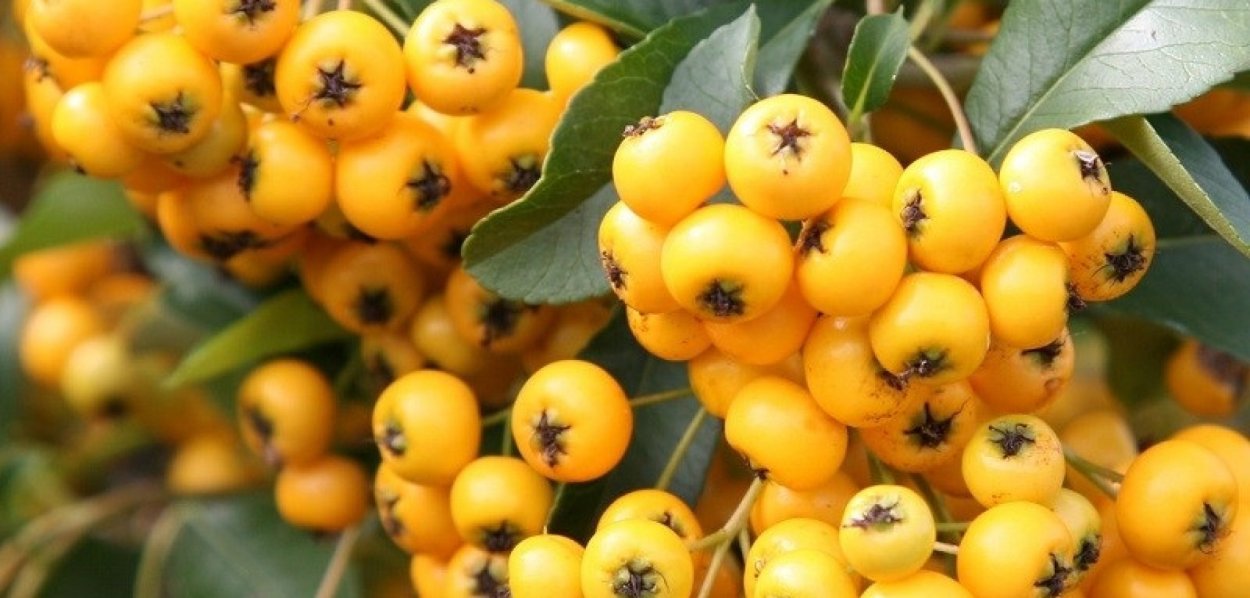 Pyracantha Soleil dor