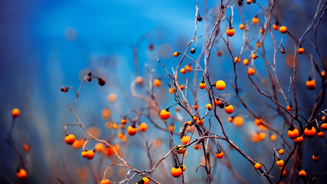 Осень на рабочий стол