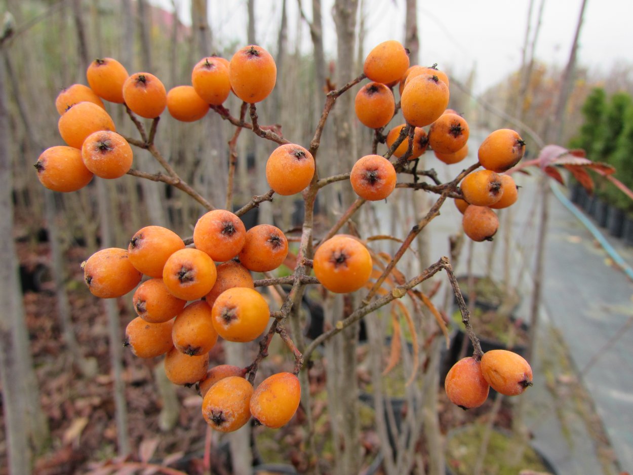 Арония желтая