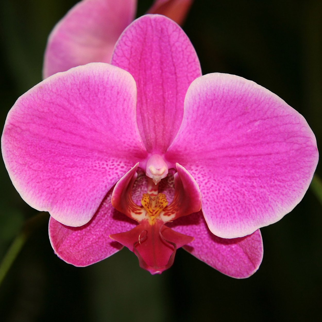 Фаленопсис Джулия Бьюти