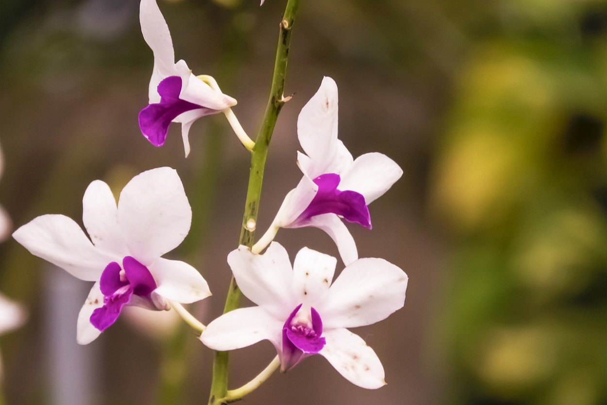 Орхидея белая с фиолетовыми