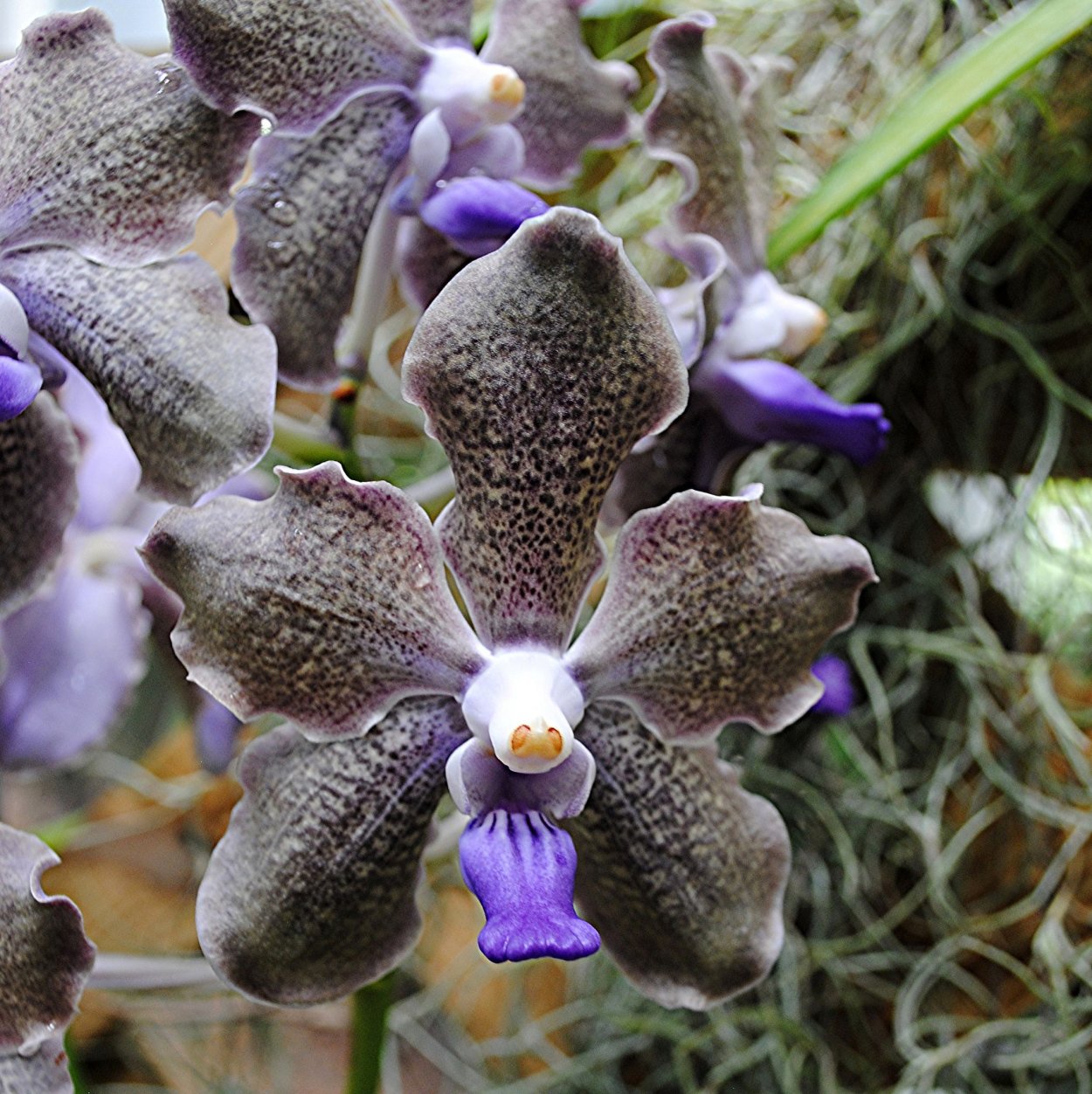 Фаленопсис перпл Харт