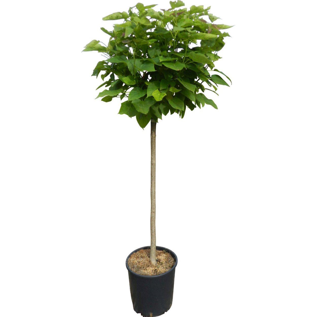 Катальпа дерево на штамбе