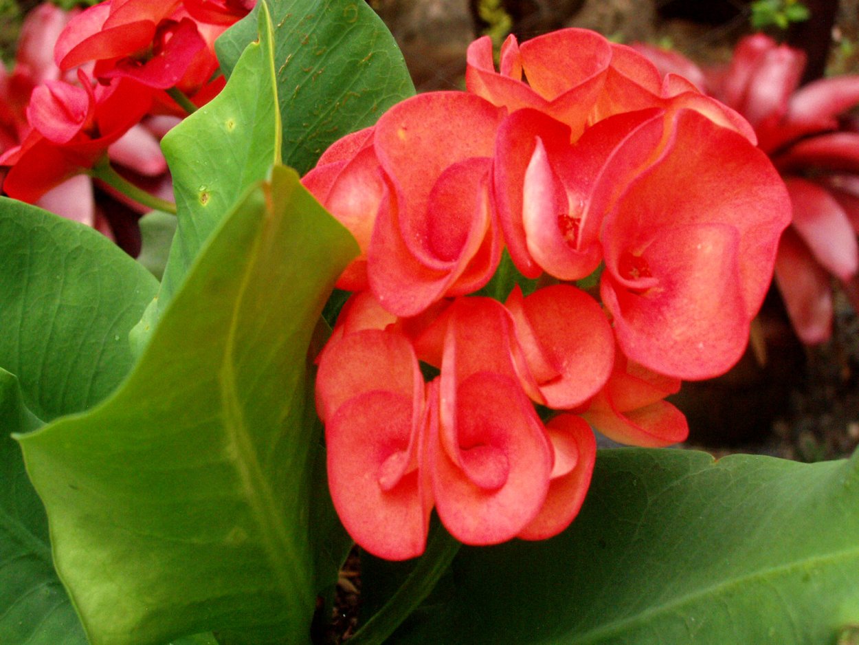 Чили Сельва тропические цветы