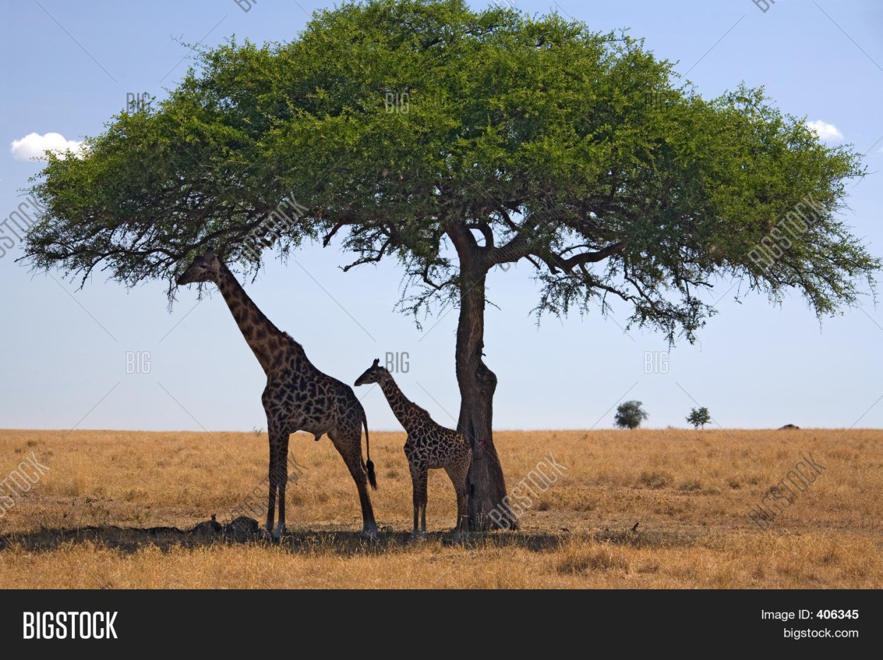 Зонтичная Акация в Африке