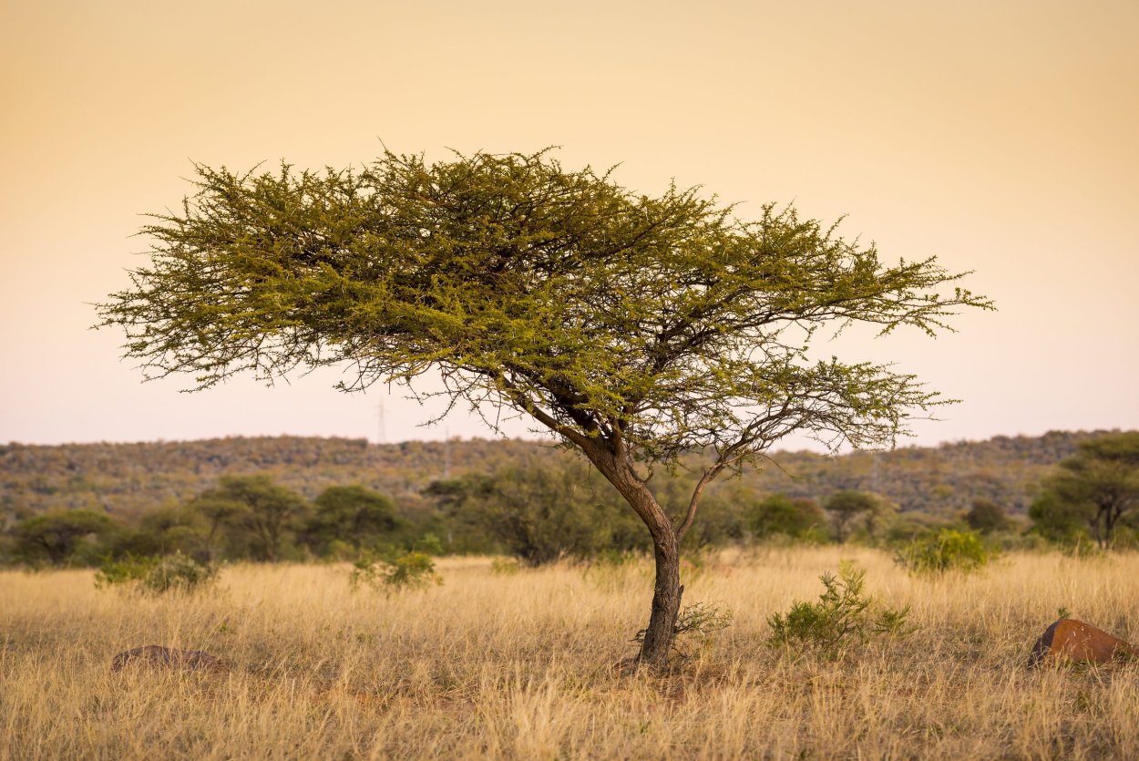 Акация Сенегальская в саванне