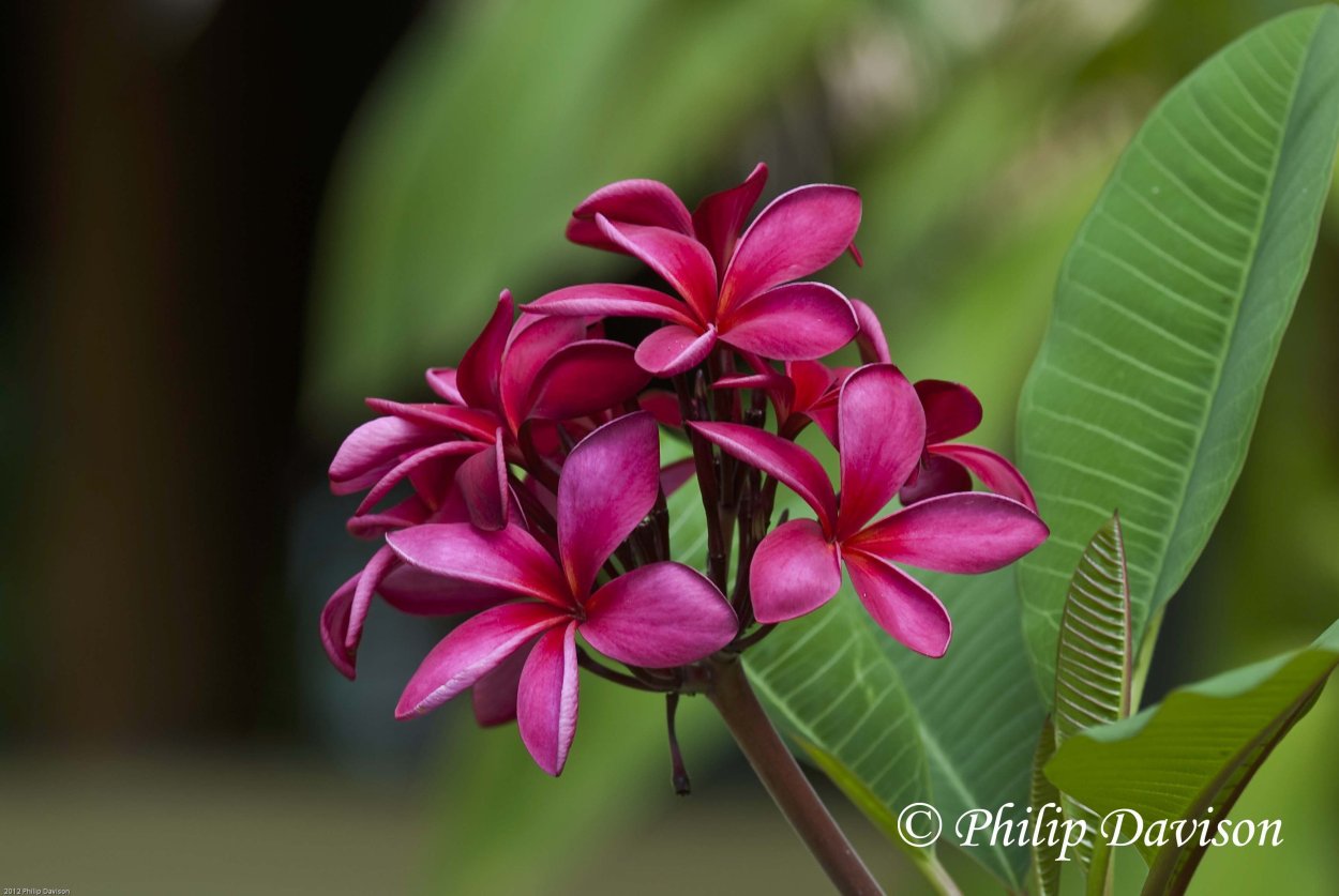 Цветок Тропикал Амазон