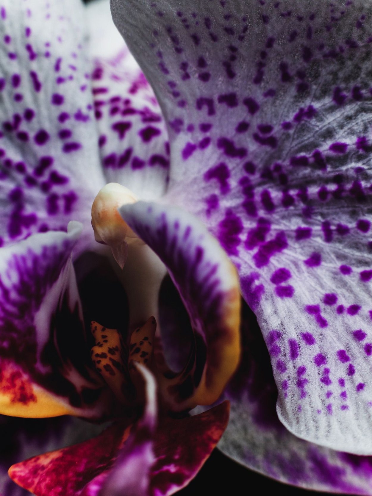 Орхидея фиолетовая в крапинку