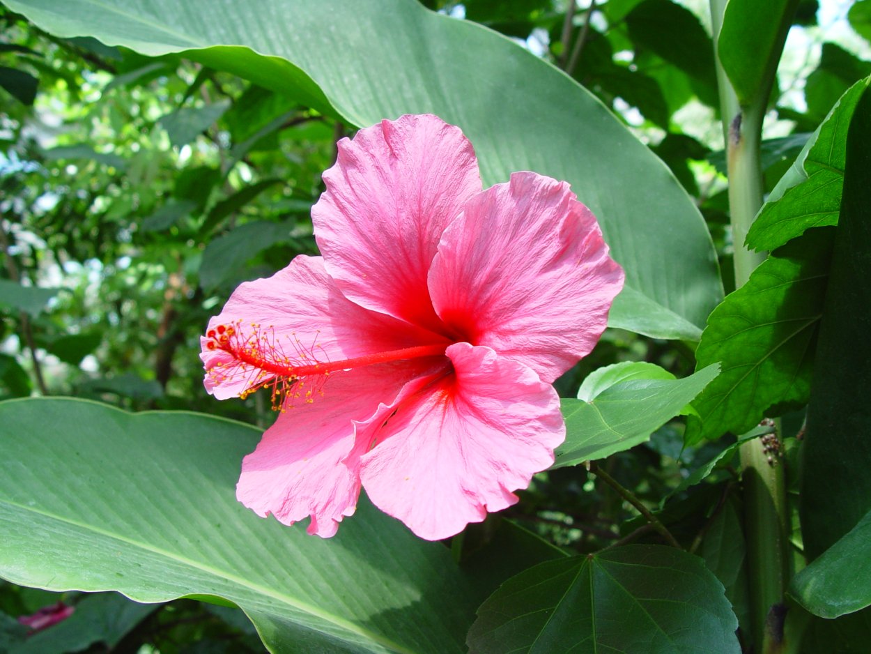 Гибискус TW Rainforest