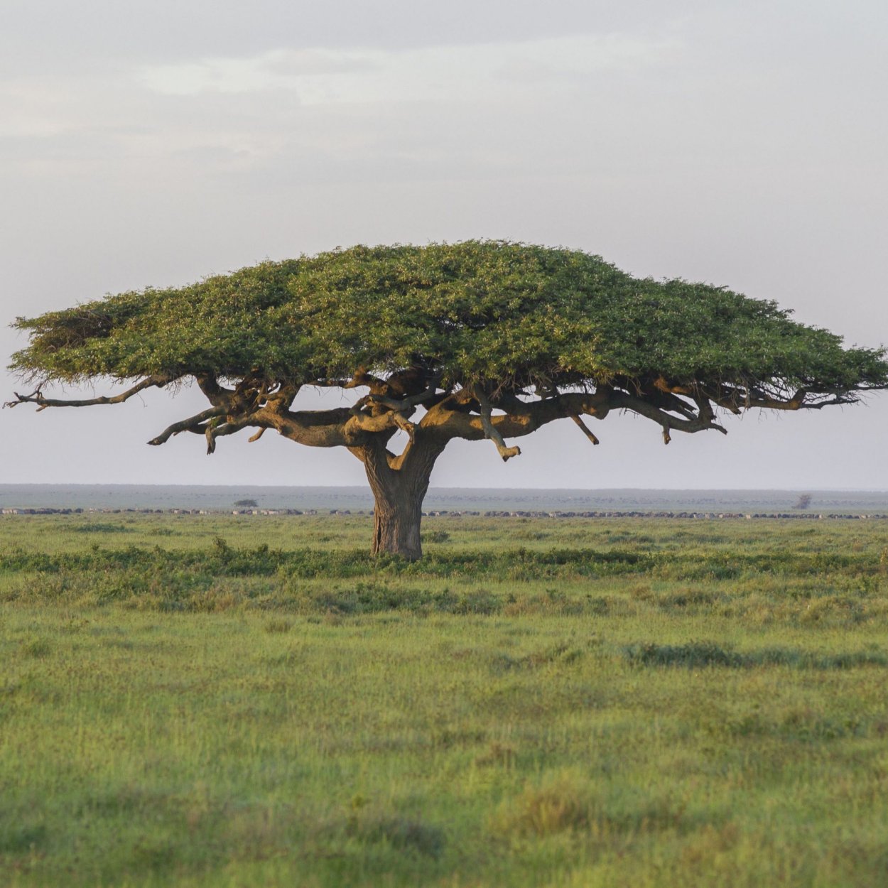 Зонтичная Акация в Африке