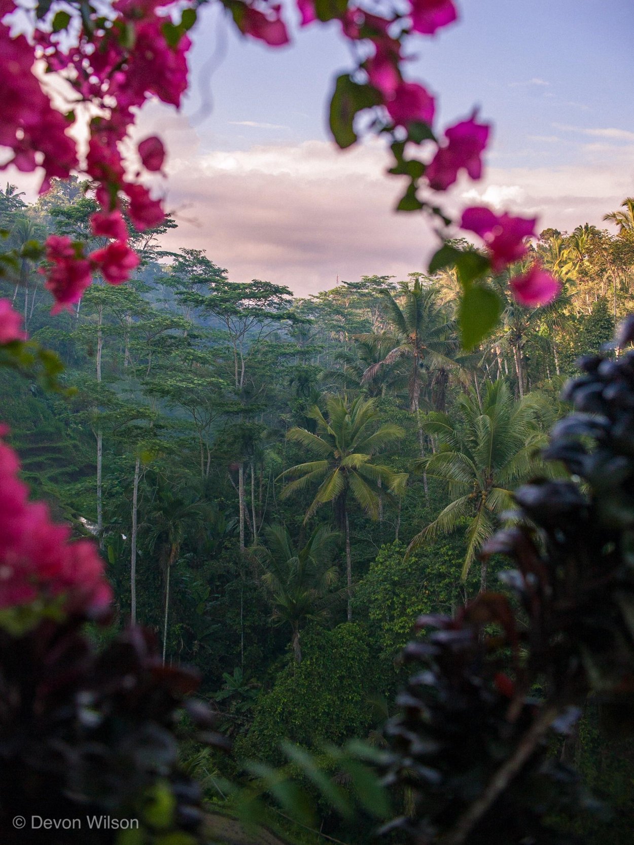 Бали джунгли лианы