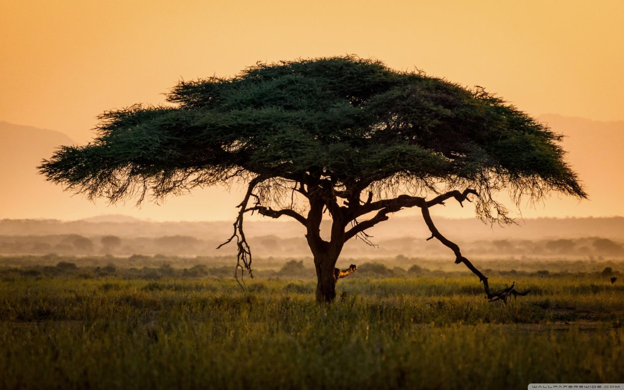 Африканская зонтичная Акация