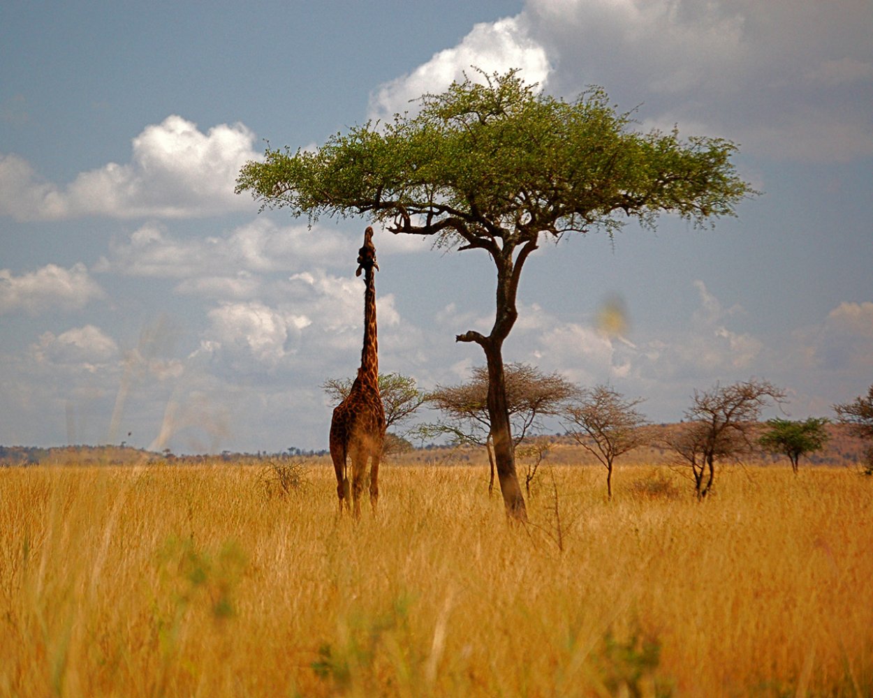 Акация дерево без листьев