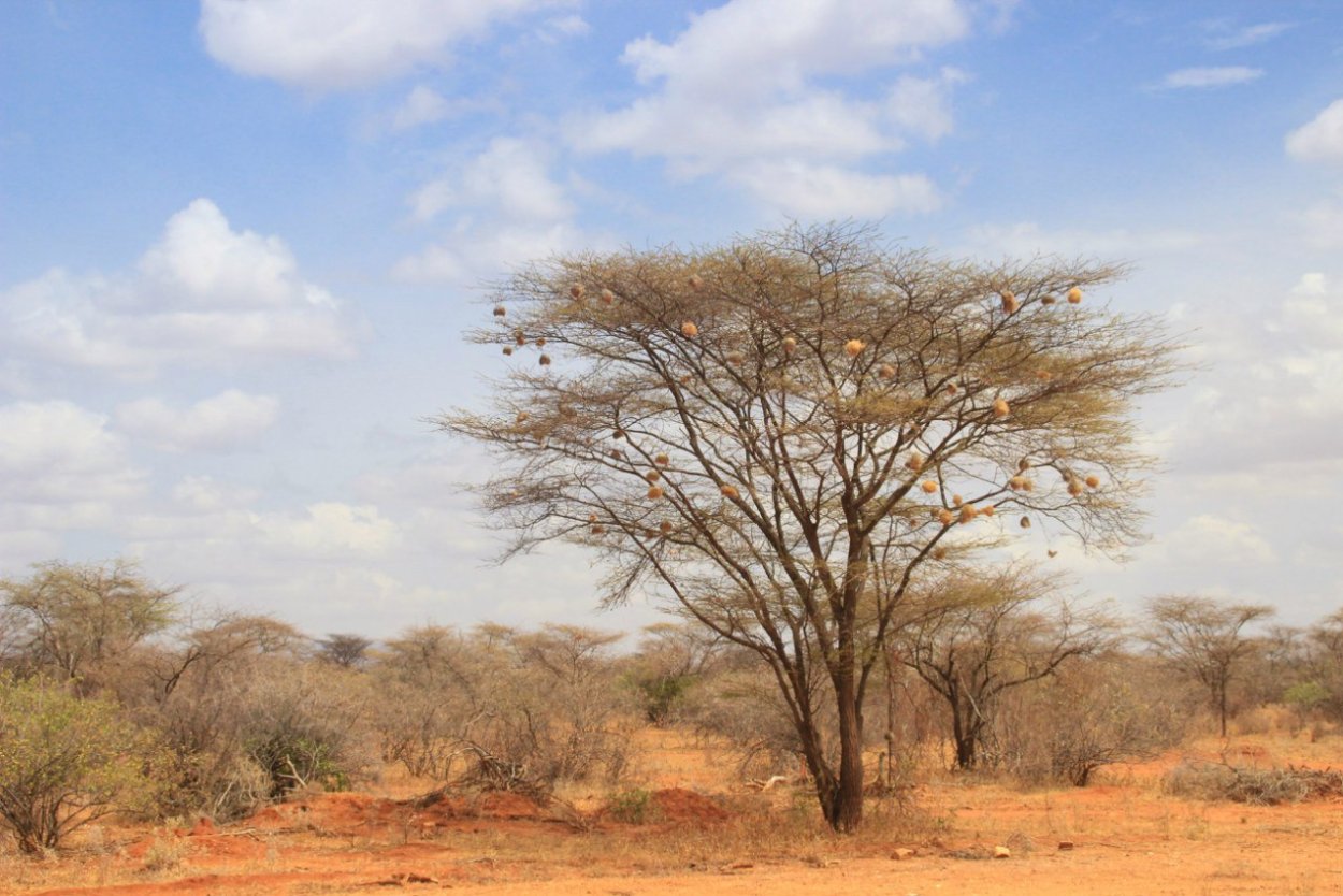 Акация серполопастная