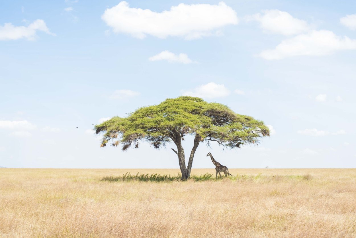 Баобаб и зонтичная Акация