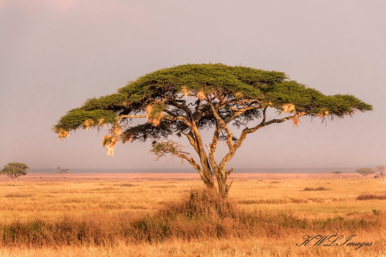 Мелодия африканской саванны