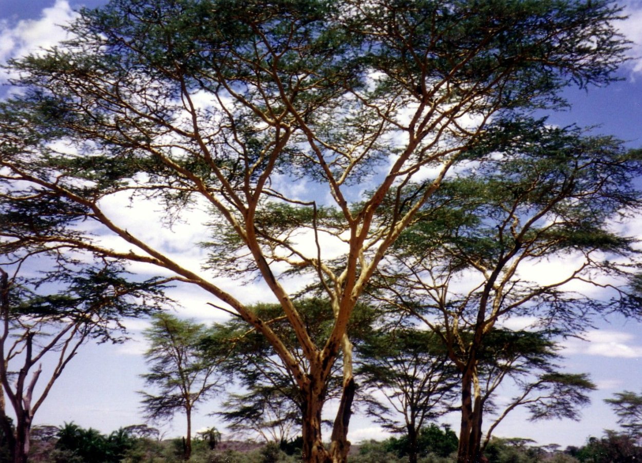 Африканская зонтичная Акация