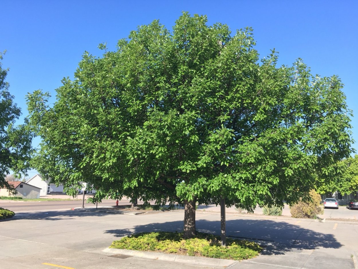 Средиземноморская Акация