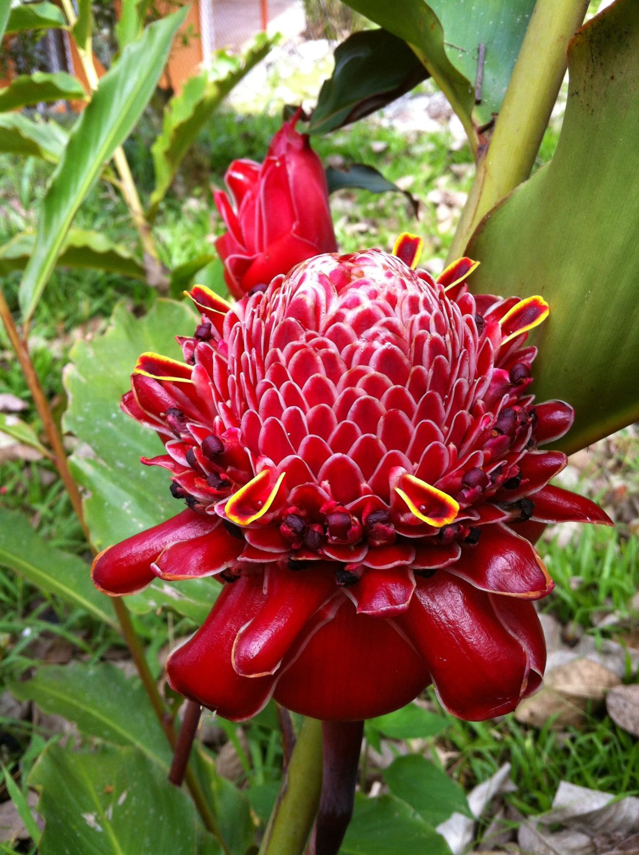 Джангл Кинг цветы