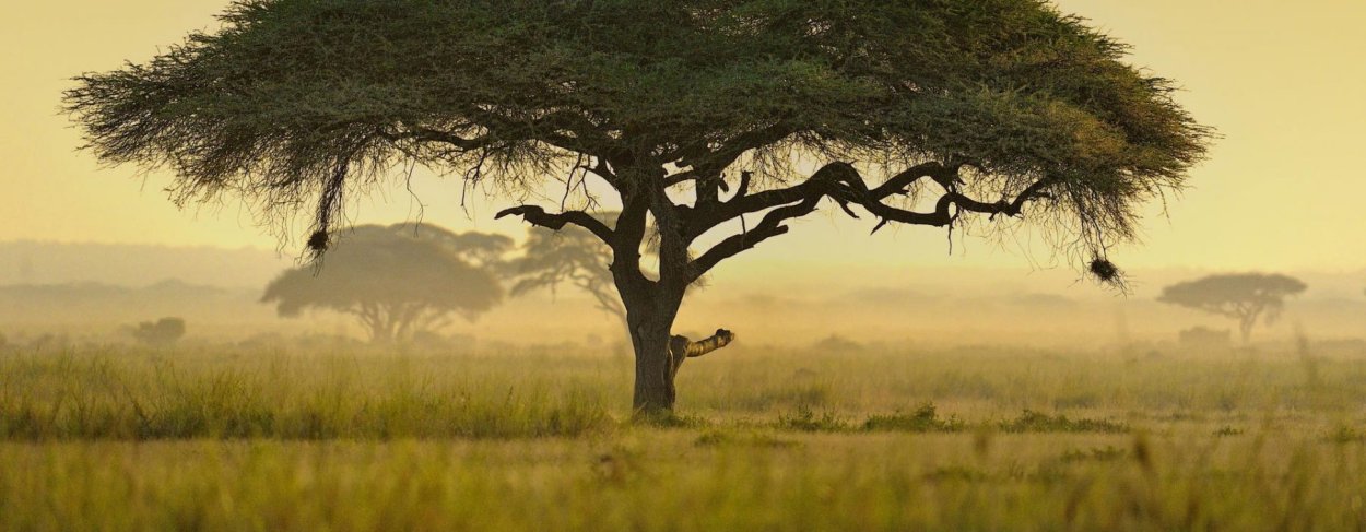 Африканское дерево на белом фоне