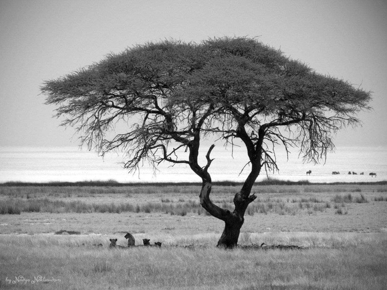 Дерево одно в сафари