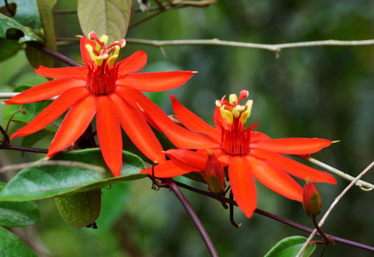 Цветок Тропикал Амазон