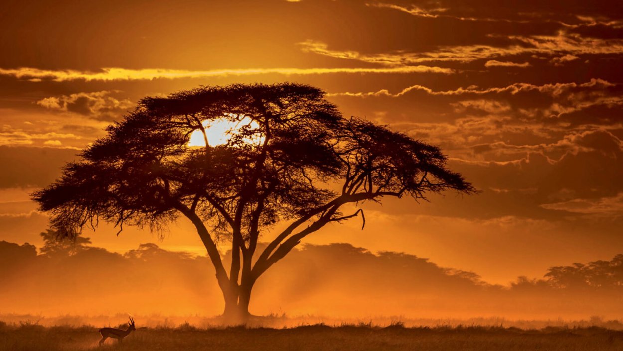 Акация дерево в Танзании