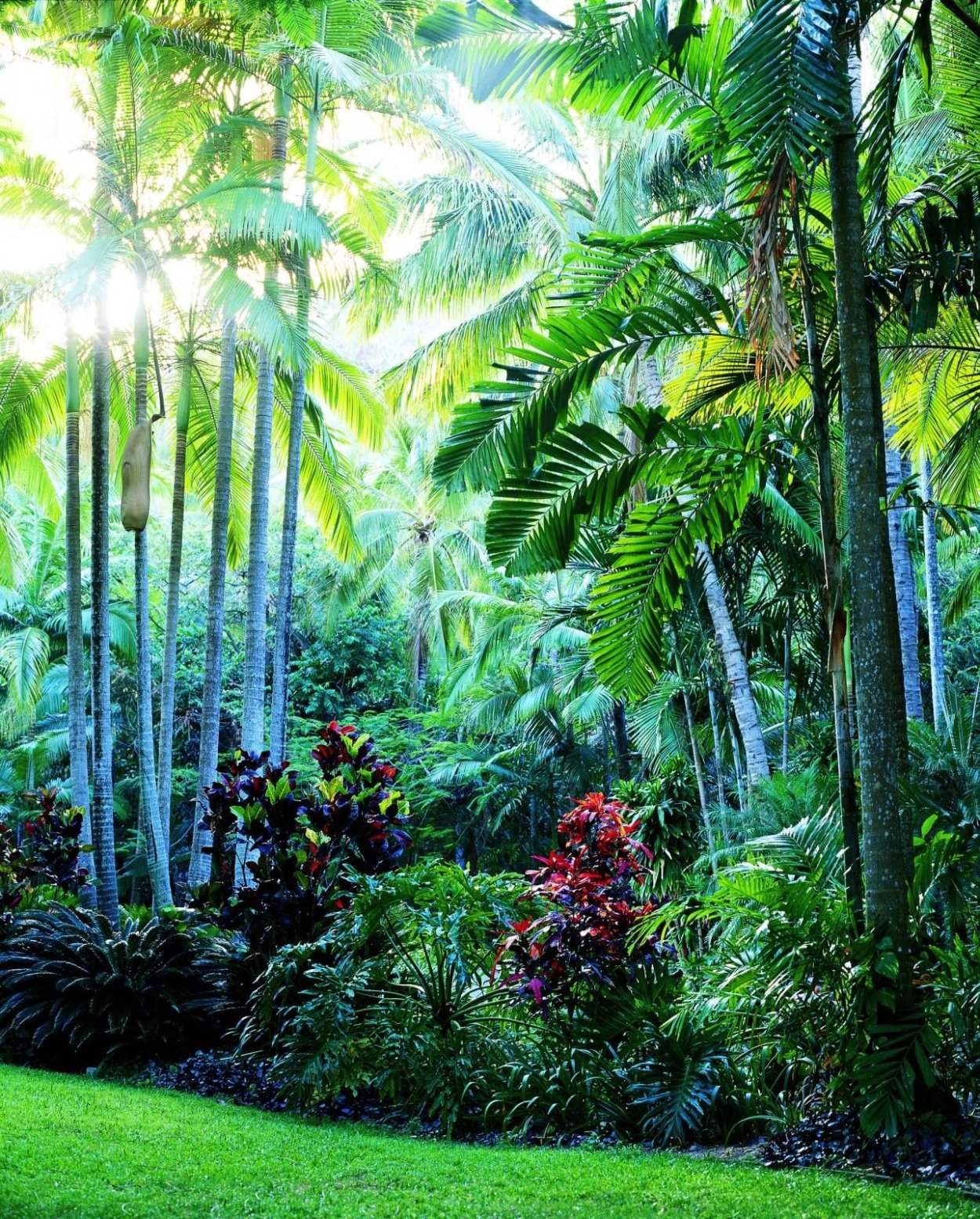 Джунгли тропики маранта