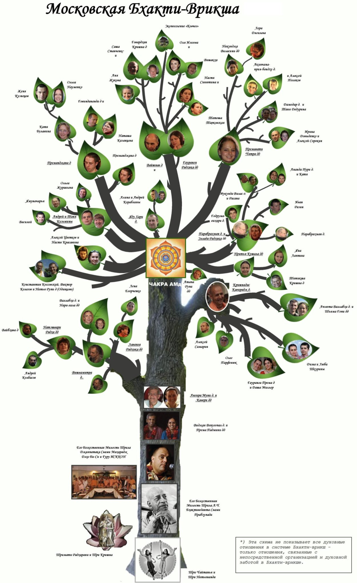 Липы, каштаны это деревья