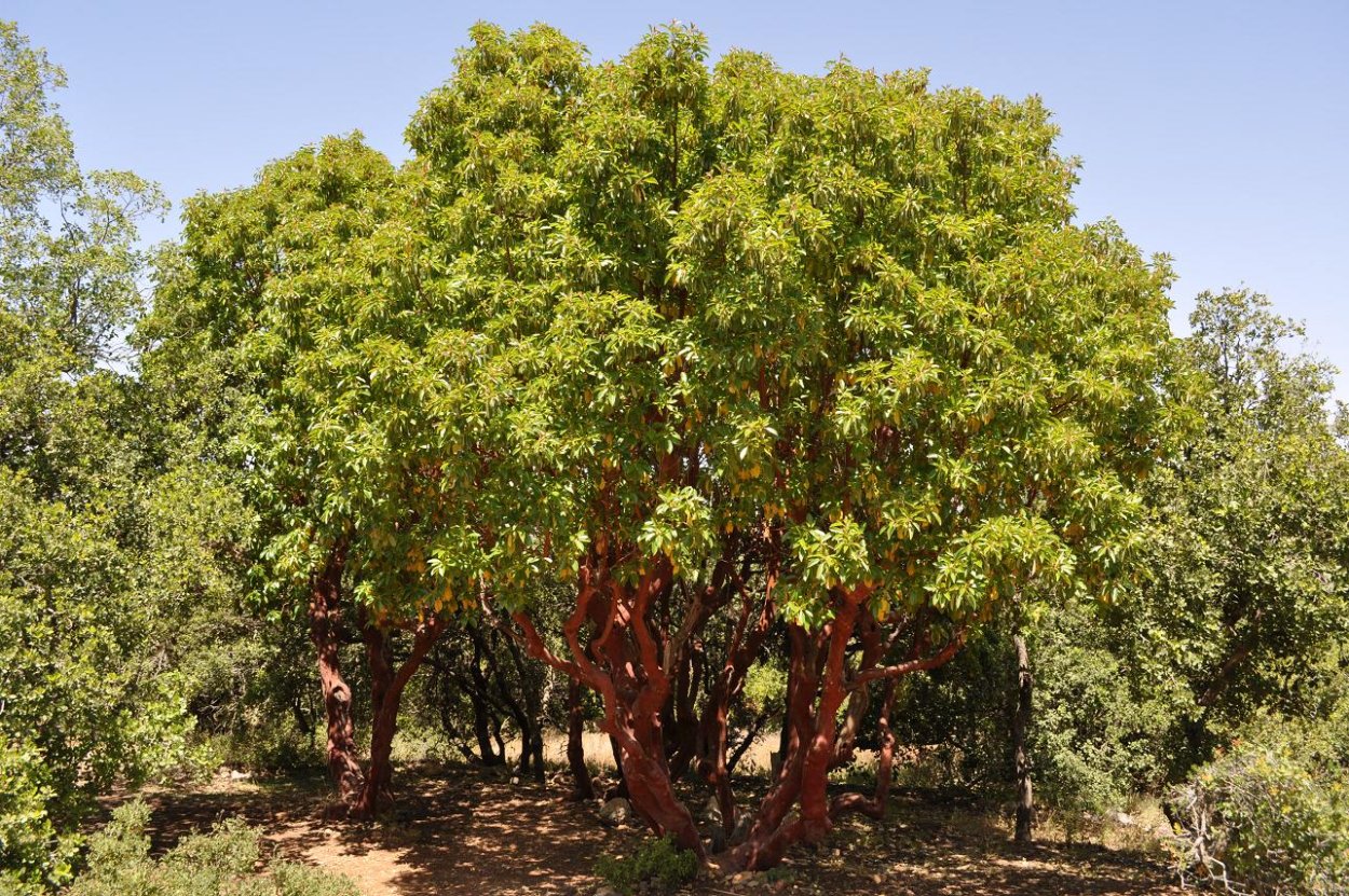 Черешня Ревна