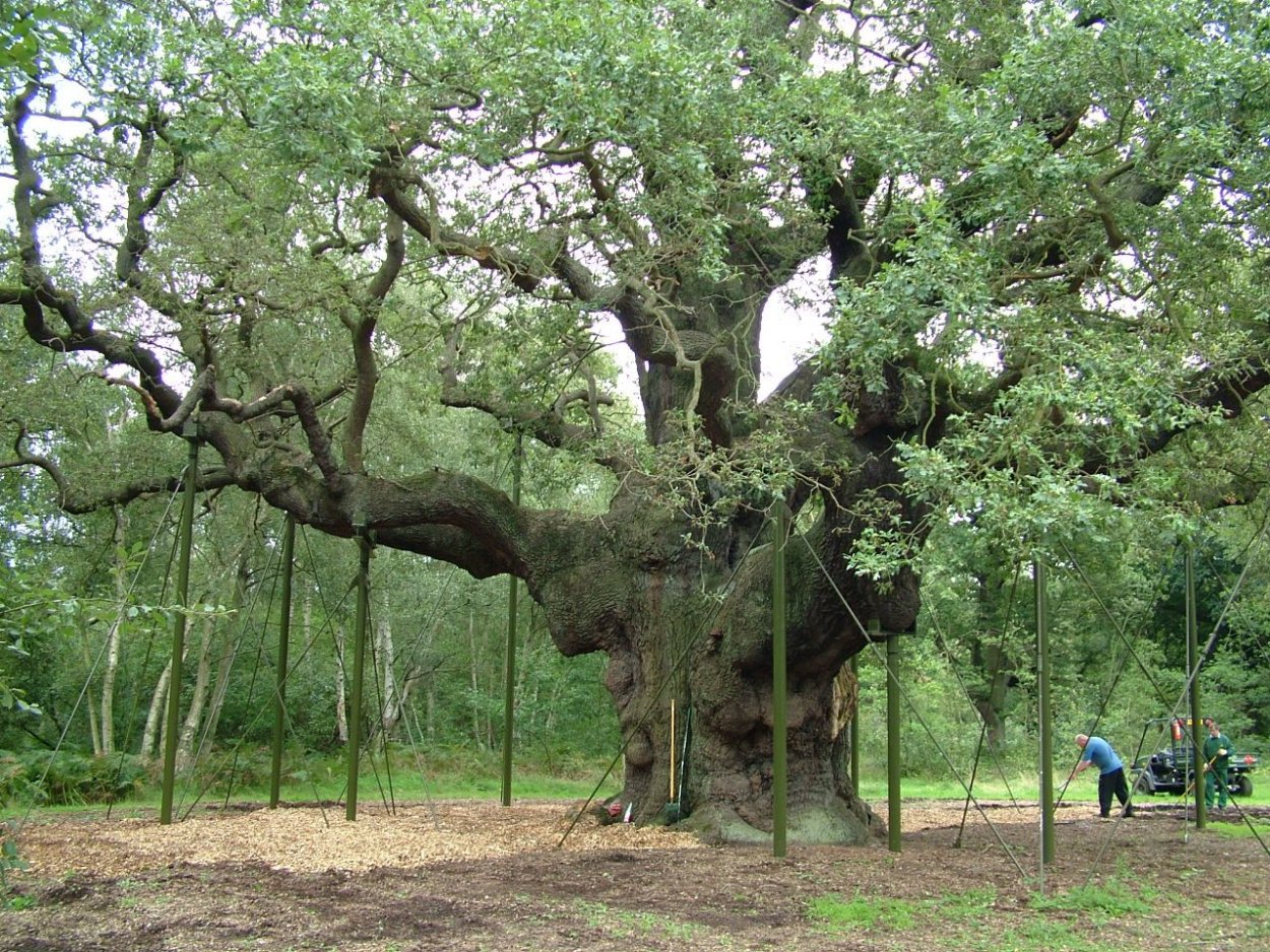 Группы растений по отношению к влажности