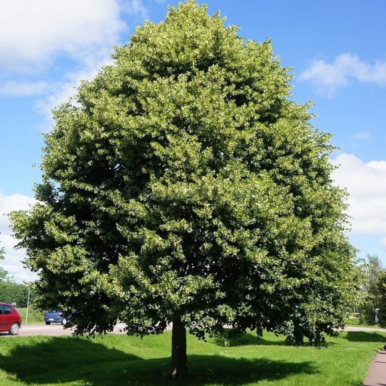 Липа мелколистная Tilia cordata