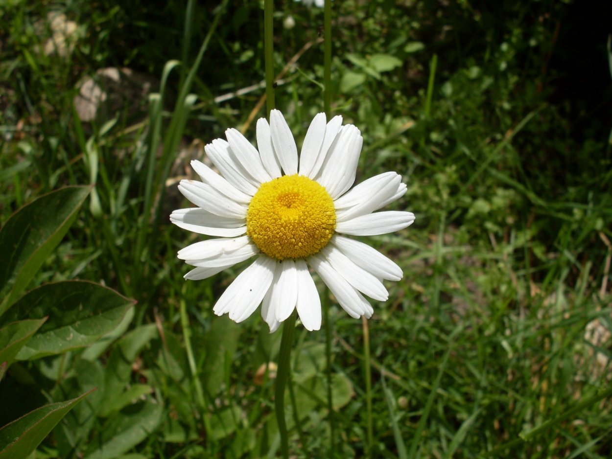 Много деревьев на белом фоне